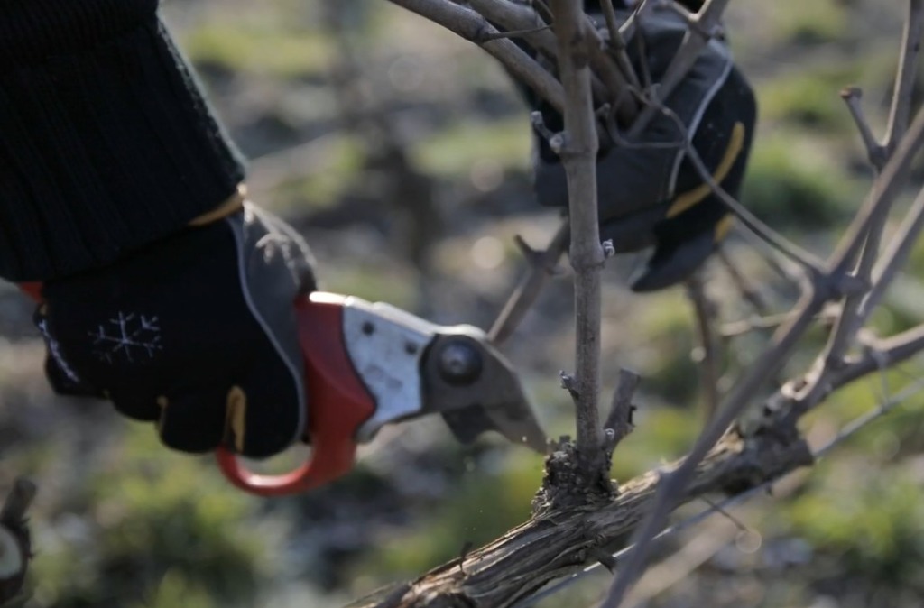 Taille de la vigne en hiver