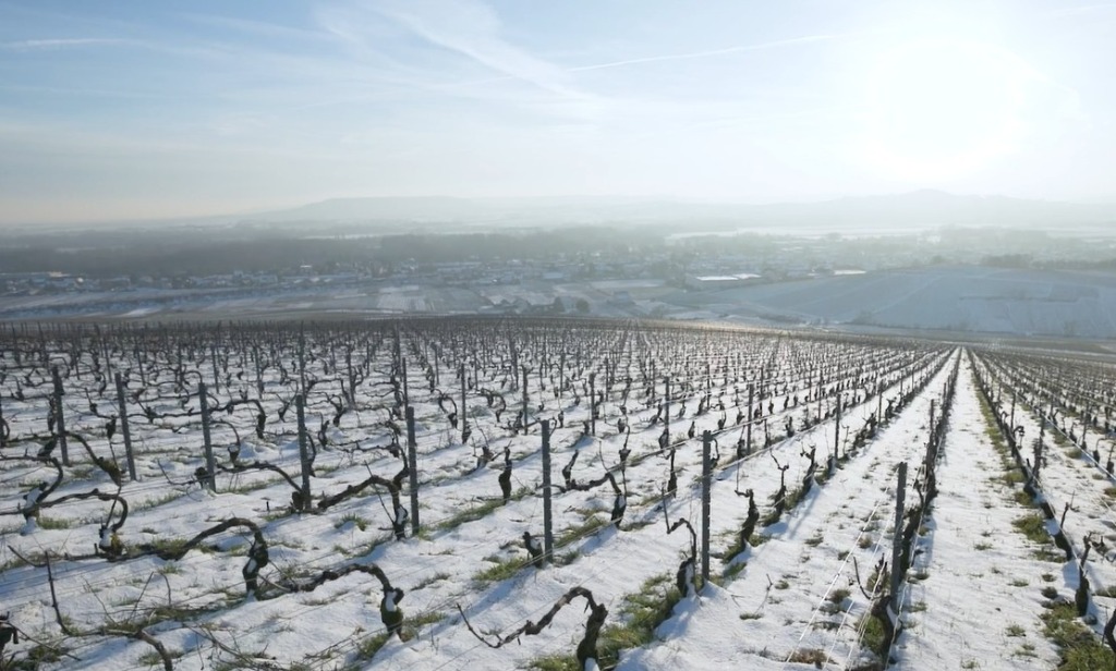 La taille de la vigne en Champagne : sans se prendre les sarments